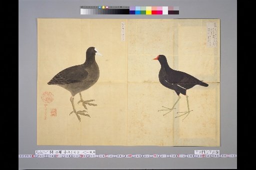 [Bird Sketches] Teal, Two Varieties