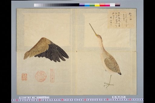 [Bird Sketches] Picture of the Amasagi