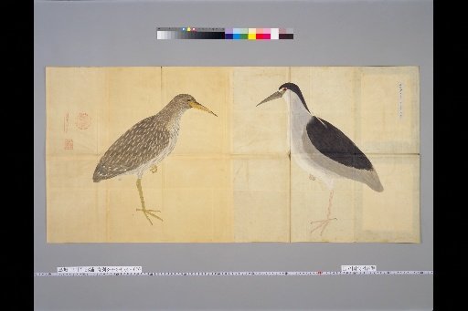 [Bird Sketches] Goi Sagi, Two Varieties