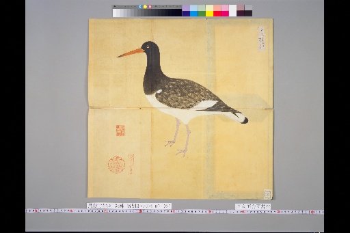 [Bird Sketches] Miyako Tori