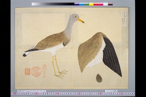 [Bird Sketches] Picture of the Keri