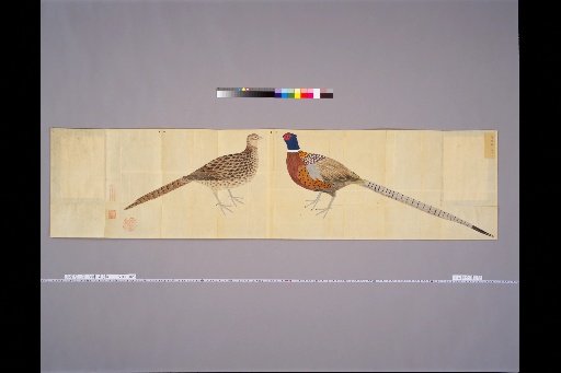 [Bird Sketches] Korean Pheasant, Male and Female
