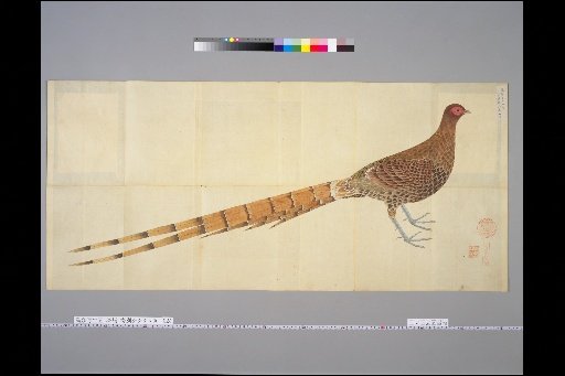 [Bird Sketches] Pheasant, Male