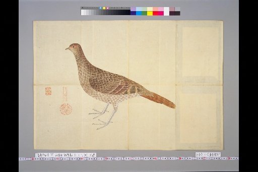 [Bird Sketches] Pheasant, Female