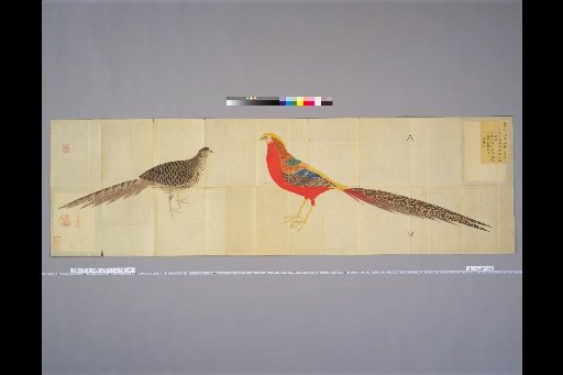 [Bird Sketches] Golden Pheasant