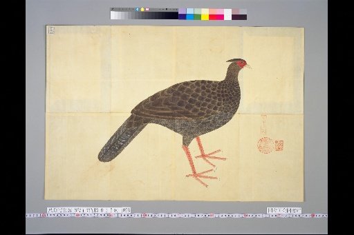 [Bird Sketches] Silver Pheasant, Female