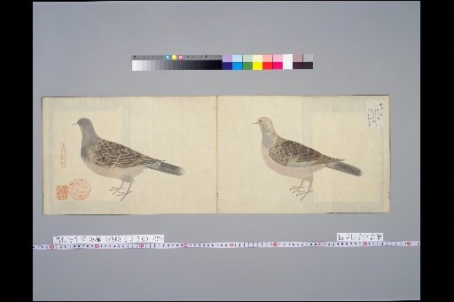 [Bird Sketches] A Species of Turtle Dove, Kijibato