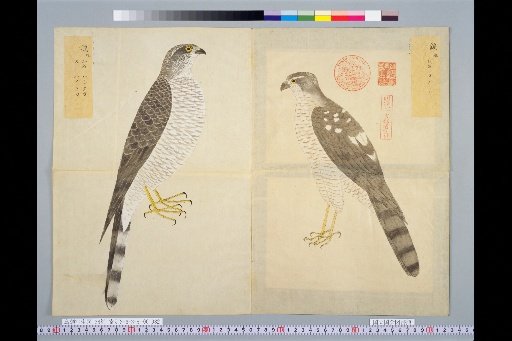[Bird Sketches] Kite, Male and Female