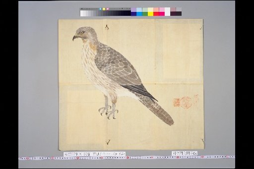 [Bird Sketches] Maguso Hawk