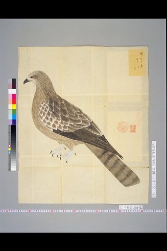 [Bird Sketches] Picture of the Owl