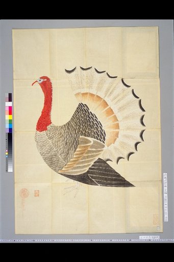 [Bird Sketches] Suma Koku Chicken