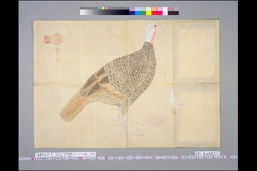 [Bird Sketches] Suma Kuniro Cock Hen