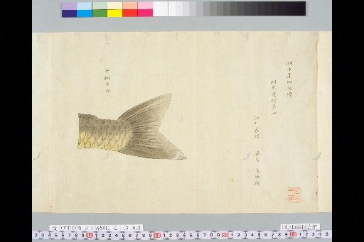 Illustrated Evidence of Lake Products, Part 2, Volume 4