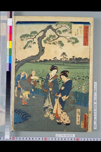 Hori-kiri Iris
