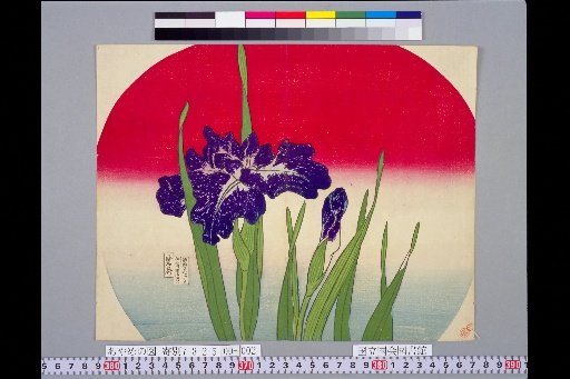 (Picture of Irises)