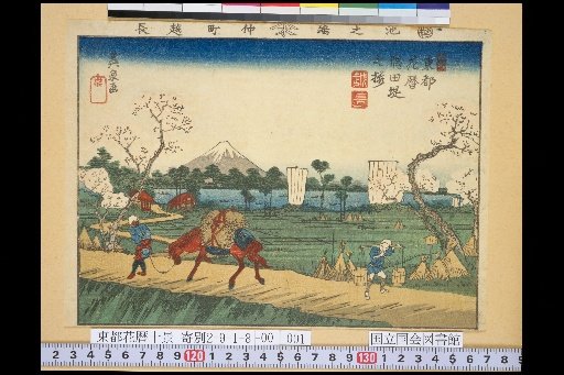 Eastern Capital Flower Calendar: Cherry Blossoms at Sumida Embankment