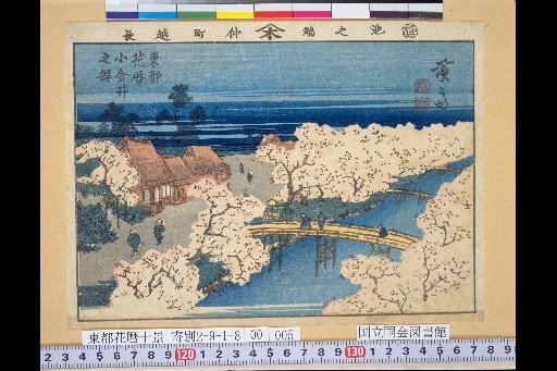 Eastern Capital Flower Calendar: Cherry Blossoms at Koganei