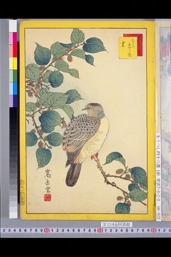 Forty-Eight Hawks: Turtle Dove and Mulberry
