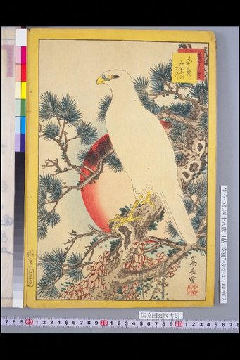 Forty-Eight Hawks: White Hawk and Five-Needle Pine