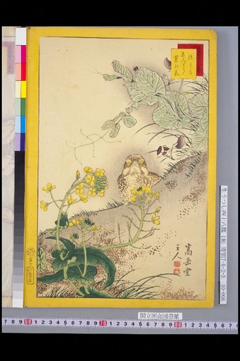 Forty-Eight Hawks: Thrush and Pea Flower