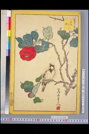 Forty-Eight Hawks: Oriole and Camellia