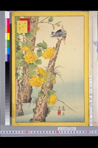 Forty-Eight Hawks: Wren and Japanese Rose