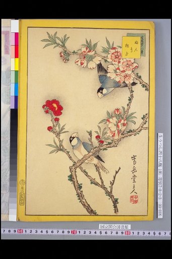 Forty-Eight Hawks: Parrot and Peach Blossom