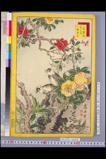 Forty-Eight Hawks: Red-whiskered Bulbul and Pomegranate