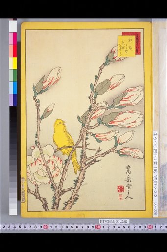 Forty-Eight Hawks: Oriole and Magnolia