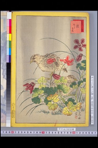 Forty-Eight Hawks: Quail and Morning Glory