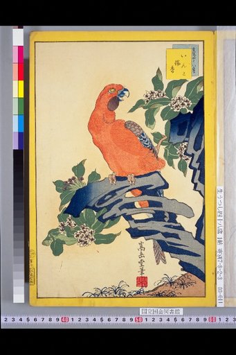 Forty-Eight Hawks: Parakeet and Daphne