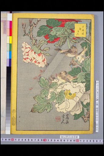 Forty-Eight Hawks: Bulbul and Peony
