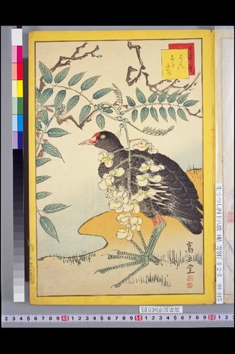 Forty-Eight Hawks: Barn Swallow and Wisteria