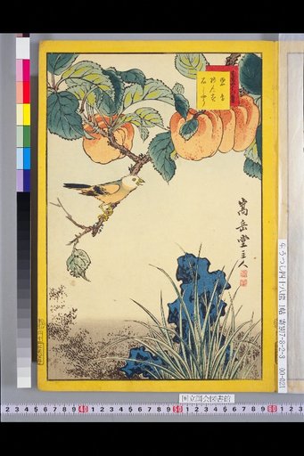 Forty-Eight Hawks: Blue Bird and Apricot