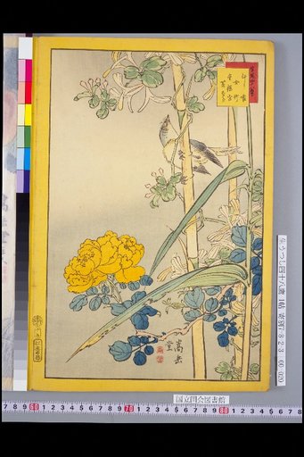 Forty-Eight Hawks: Insect-eater and Silver/Gold Flower