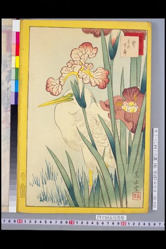 Forty-Eight Hawks: Egret and Iris
