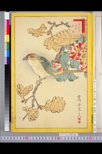 Forty-Eight Hawks: Bulbul and Winter Camellia