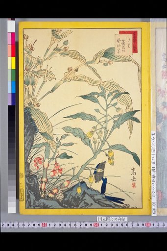 Seiga Shijuhachi Taka: Ruri and Nenjin Fengsianhua