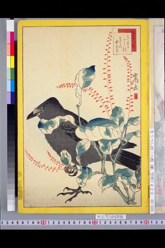 Seiga Shijuhachi Taka: Kokumaru-garasu and Madara Irimizu-hiki