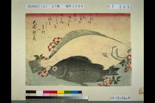 [Flounder, Mebaru, Cherry Blossom]