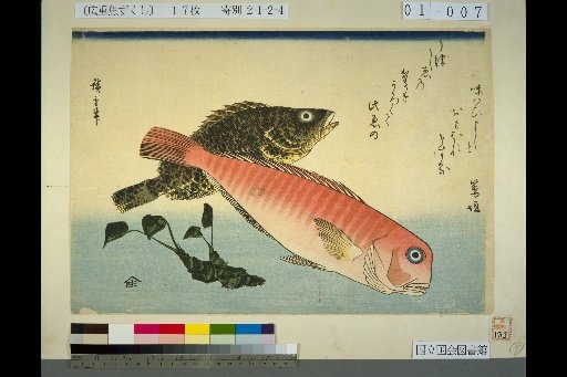 [Yellowtail, Mebaru, Wasabi]