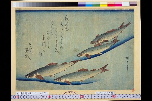 Scene of Ayu (Sweetfish)