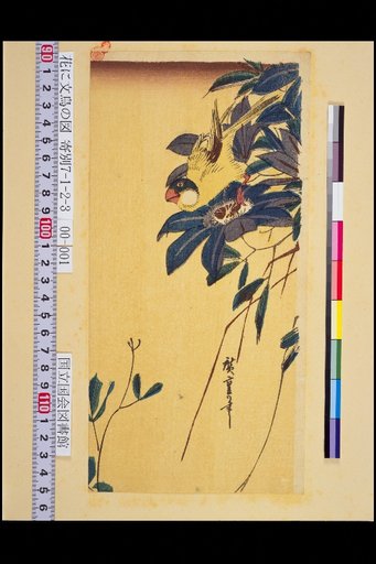 Flowers and Parakeets