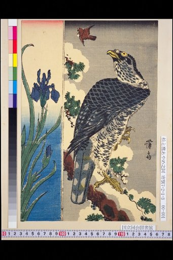 Pines, Hawks, and Irises