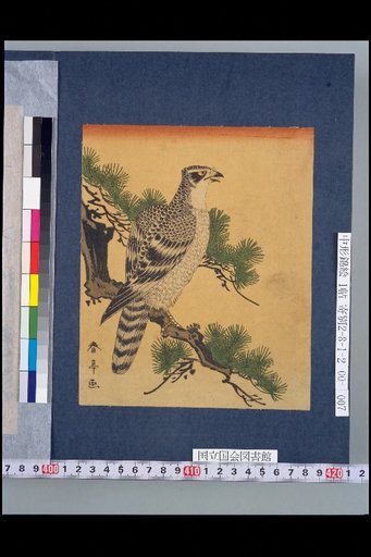 [Hawk]