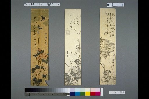 (Hibiscus), (Begonia), (Peony and Butterfly)