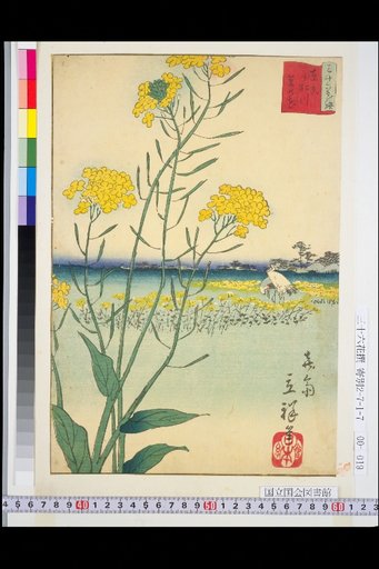 Tokyo: Rape Blossoms at Komatsuna