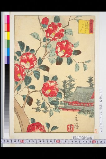 Eastern Capital: Camellias at Shimo-dera, Ueno