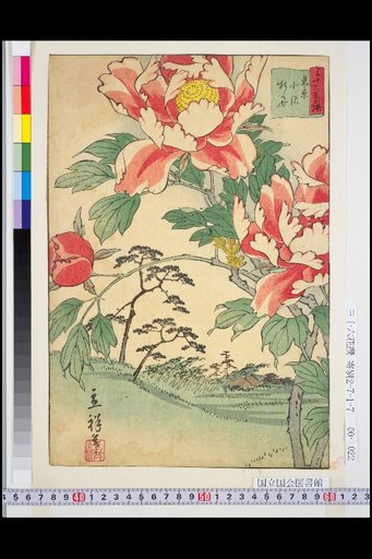 Tokyo Kitazawa Peony