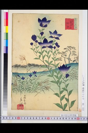 Tokyo Hirohara Bellflower